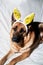 Dog is charming Easter bunny. German shepherd of black and red color lies on white blanket with soft yellow bunny toy ears.