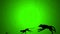 Dog Chase Cat That Chase Mouth in Retro Old Look Style on a Green Screen Background