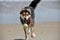 Dog chasing ball on the beach