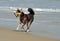 Dog chasing ball on the beach