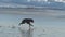 A Dog Chasing a Ball on Beach in Slow Motion