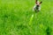 Dog chasing green disc in grass selective focus on toy