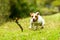 Dog Chasing A Piece Of Wood At High Speed