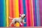 dog chasing tail near a colorful wall as background