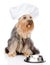 Dog in chef\'s hat begging for food. looking away. isolated on wh