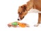 Dog chew toys assortment with dog.