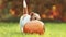 Dog chewing, eating a pumpkin in autumn, halloween, fall or happy thanksgiving concept