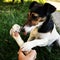 Dog chewing on huge bone