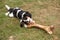 Dog chewing on huge bone