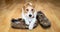 Dog after chewing shoes, puppy training or separation anxiety banner