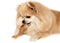 The dog chews on a bone. The Pomeranian eats a dog bone. Pomeranian