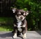 dog chihuahua close-up portrait animal sunlight