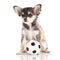 Dog chihuahua with footbaal soccer isolated on white background