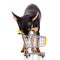 Dog chihuahua with shopping trolly isolated on white background