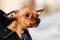 Dog Chihuahua snarls nervously and looks