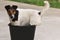 Dog chilling in a bucket full with water