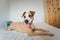 Dog chilling on a human bed in a bedroom.