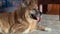 A dog is chilling near a sofa in his owner house