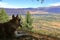 a dog in the Chong Kemin National Park in Kyrgyzstan, Central Asia