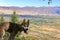 a dog in the Chong Kemin National Park in Kyrgyzstan, Central Asia