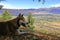 a dog in the Chong Kemin National Park in Kyrgyzstan, Central Asia