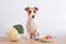 The dog chooses food. Jack russell terrier between plates of broccoli and cauliflower and donuts.