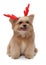 Dog with Christmas Antler
