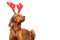 Dog Christmas Background. Vizsla wearing reindeer antlers with eyes closed smelling christmas food dinner studio portrait.