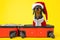 Dog in Christmas costume Santa sits in suitcase. New Year tours family holidays