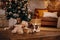 Dog in the Christmas interior. Border Collie in New Year`s decorations