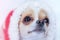 Dog Christmas photo. Chihuahua in a Santa hat close-up. Good New Year spirit
