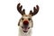 DOG CHRISTMAS REINDEER ANTLERS. FUNNY LABRADOR WITH RED NOSE AND HOLIDAYS COSTUME. ISOLATED AGAINST WHITE BACKGROUND