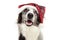 Dog christmas wearing red santa claus hat. happy expression. Isolated on white background