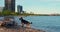 Dog at city lake\'s edge tranquil mood close-up cinematic Dog enjoys serene urban nature peaceful moment. Dog