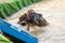 Dog climbing up a ramp out of swimming hole