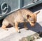 Dog climbs fence to nature