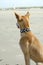 Dog closeup looking out over the beach