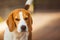 Dog closeup portrait on sunny spring day. Beagle dog background
