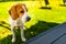 Dog closeup portrait on sunny spring day. Beagle dog background