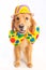 Dog Clown Jester