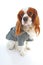 Dog coat. Puppy wearing winter coat. Dog Coat Jacket Pet Supplies Clothes Winter Apparel Clothing Puppy Costume. Elegant