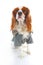 Dog coat. Puppy wearing winter coat. Dog Coat Jacket Pet Supplies Clothes Winter Apparel Clothing Puppy Costume. Elegant