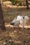 Dog in a collar on a leash, walking on the lawn in an autumn park, walked to a tree.