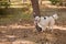 Dog in a collar on a leash, walking on the lawn in an autumn park, walked to a tree.