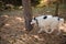 Dog in a collar on a leash, walking on the lawn in an autumn park, walked to a tree.