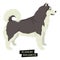 Dog collection Alaskan Malamute Geometric style Isolated object