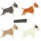 Dog collection Bull Terrier Set of four object