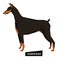 Dog collection Doberman Geometric style