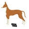 Dog collection Ibizan Hound Geometric style Isolated object