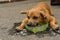 Dog cooling off in bowl of ice